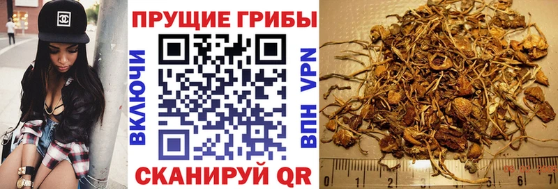 нарко площадка официальный сайт  Хасавюрт  Галлюциногенные грибы Cubensis  дарнет шоп 